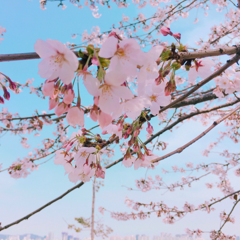하놀 프로필