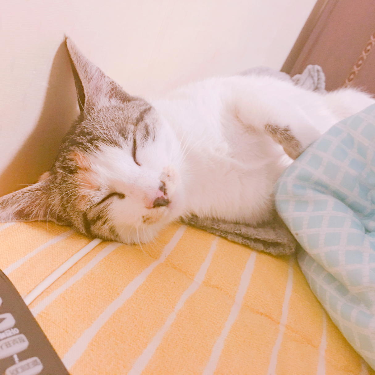 누쀠 프로필