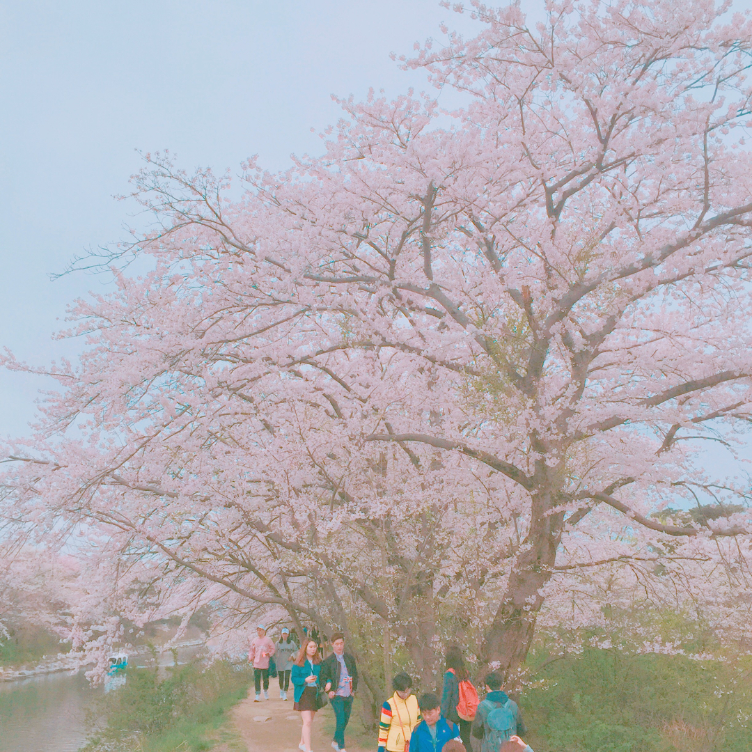 삼이구 프로필