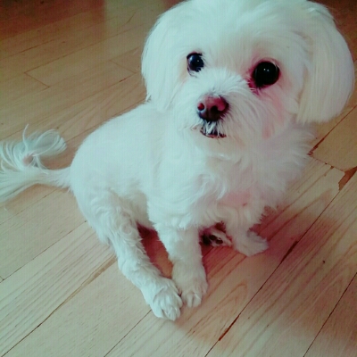 클료 프로필