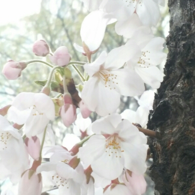 엘리뇨현상 프로필