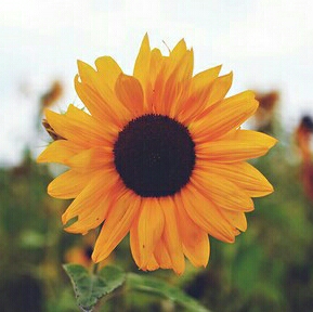 챠닝 프로필