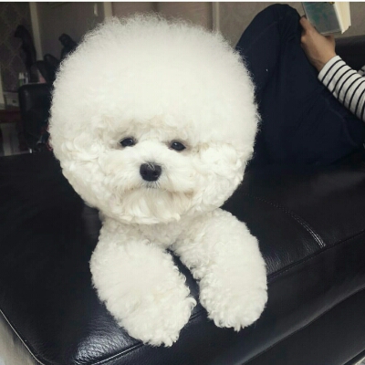 꺼비공주 프로필