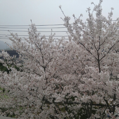 꽃부엉 프로필