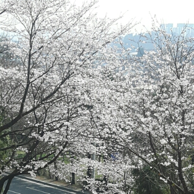 부링부링 프로필