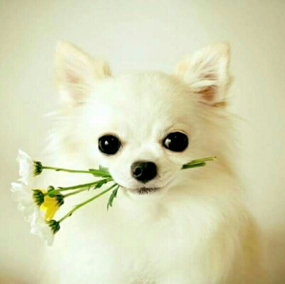 혲잉 프로필
