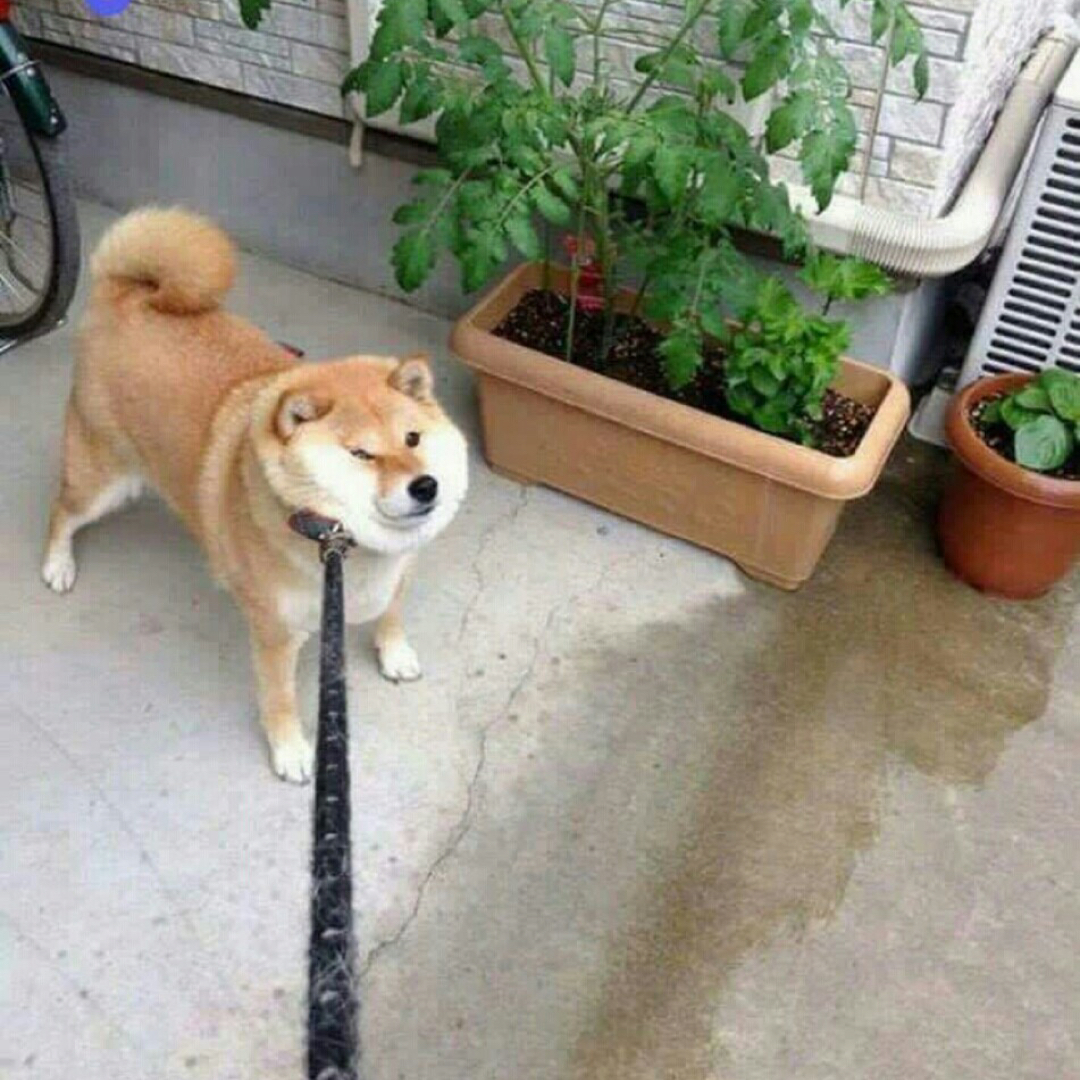 누하 프로필