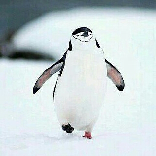 꾸꾸잉꾸 프로필