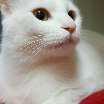 차야 프로필