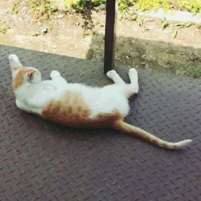 감귤콕 프로필