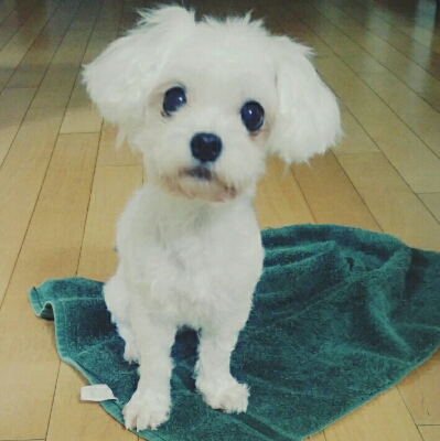 꼬뇽이뀨 프로필