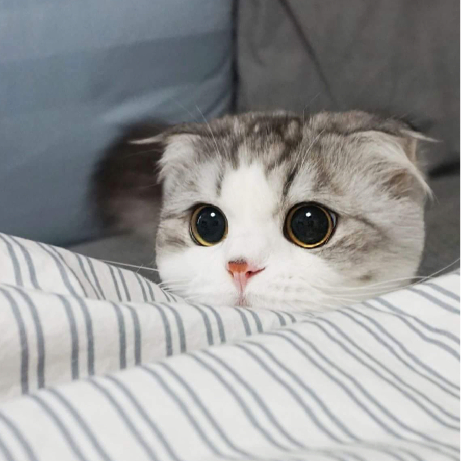 연예화 프로필