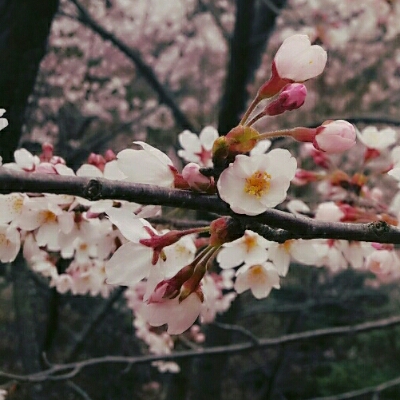 단그리고 프로필