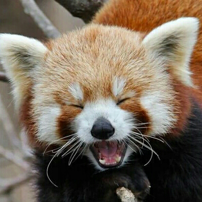 화욘 프로필
