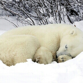 똔득 프로필