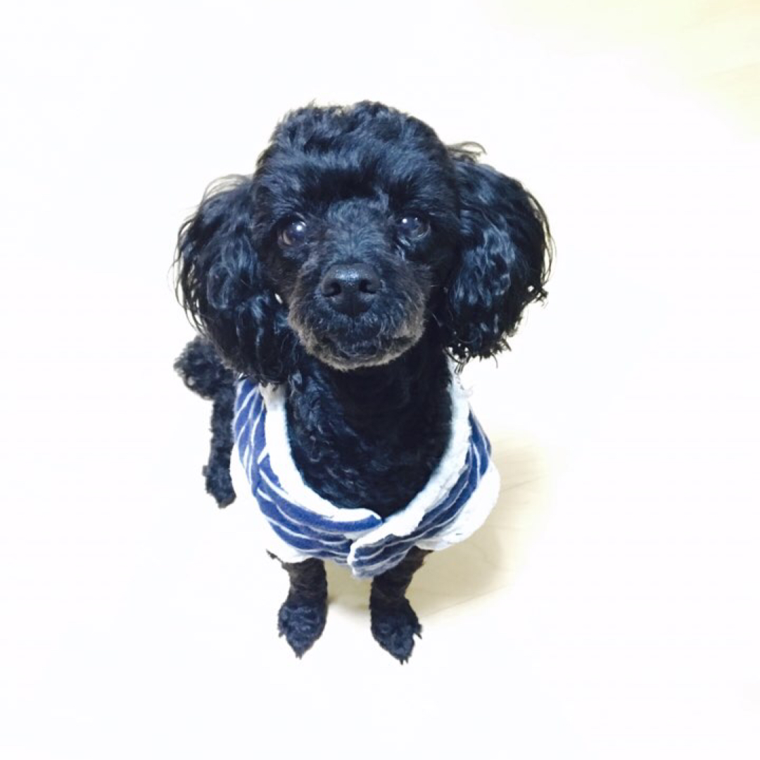 단쨩이 프로필