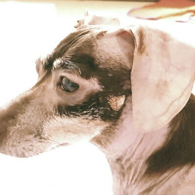 진실혹은거짓 프로필