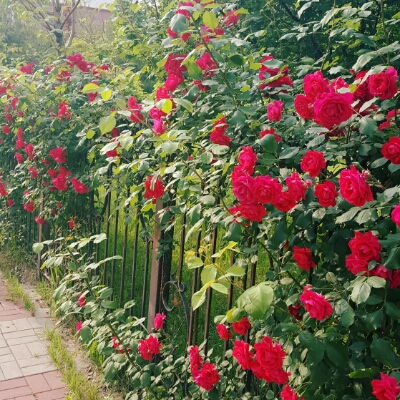 소소심 프로필