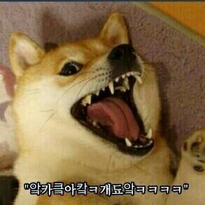 초코부엉이 프로필