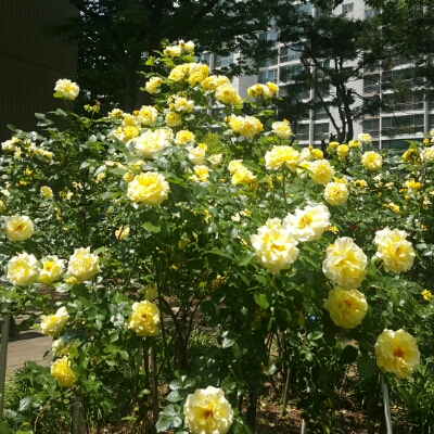 숲바람꽃 프로필