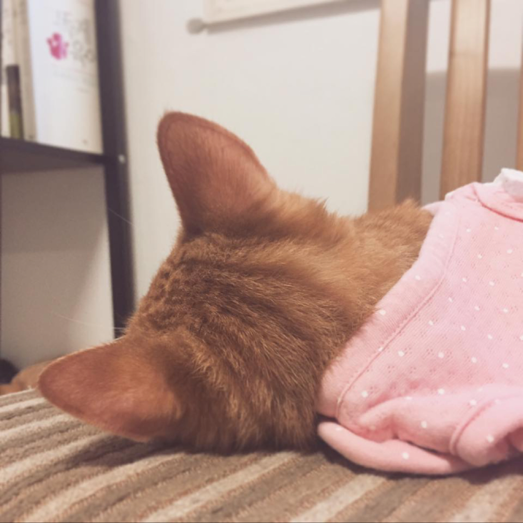 튜우나 프로필