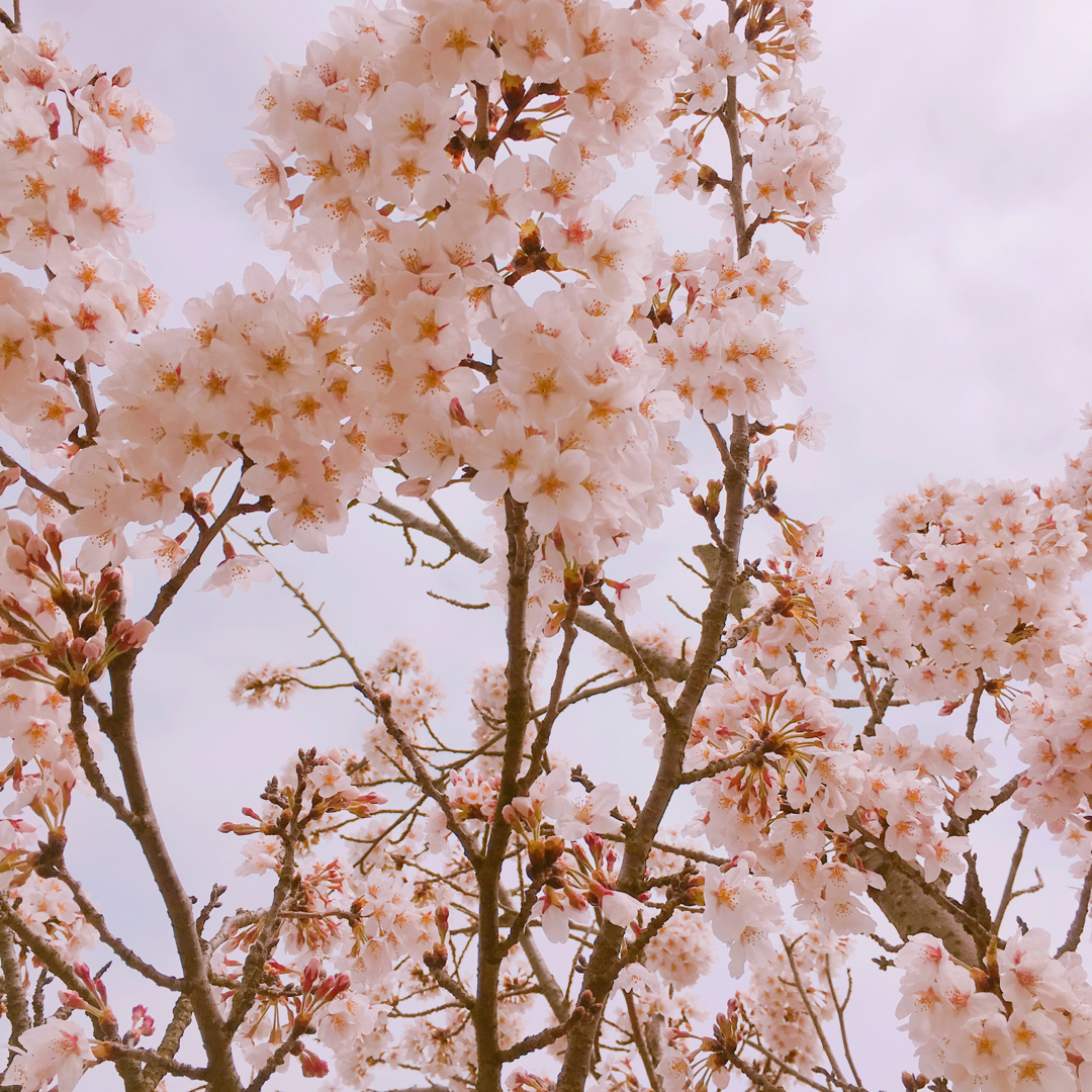 yubine 프로필