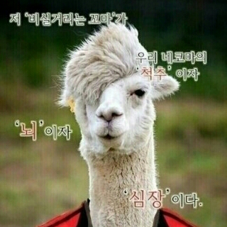 올희 프로필