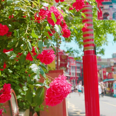 혜르미쿠 프로필