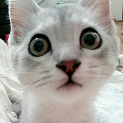 엄디0 프로필