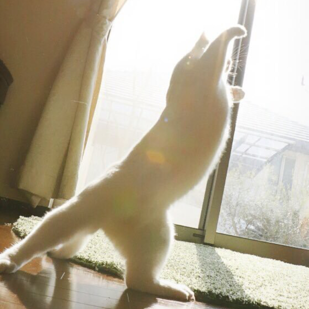 도탱꾸징 프로필