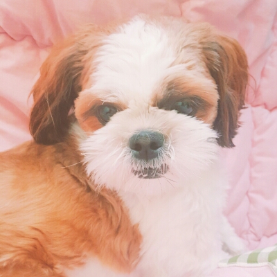 안단미 프로필