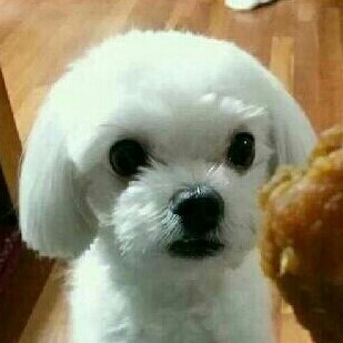옐팅 프로필