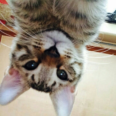 킴카히 프로필