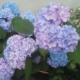 강수연7828