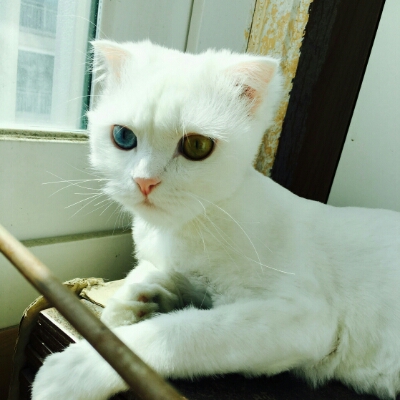 픕키 프로필