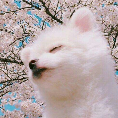 송아담 프로필