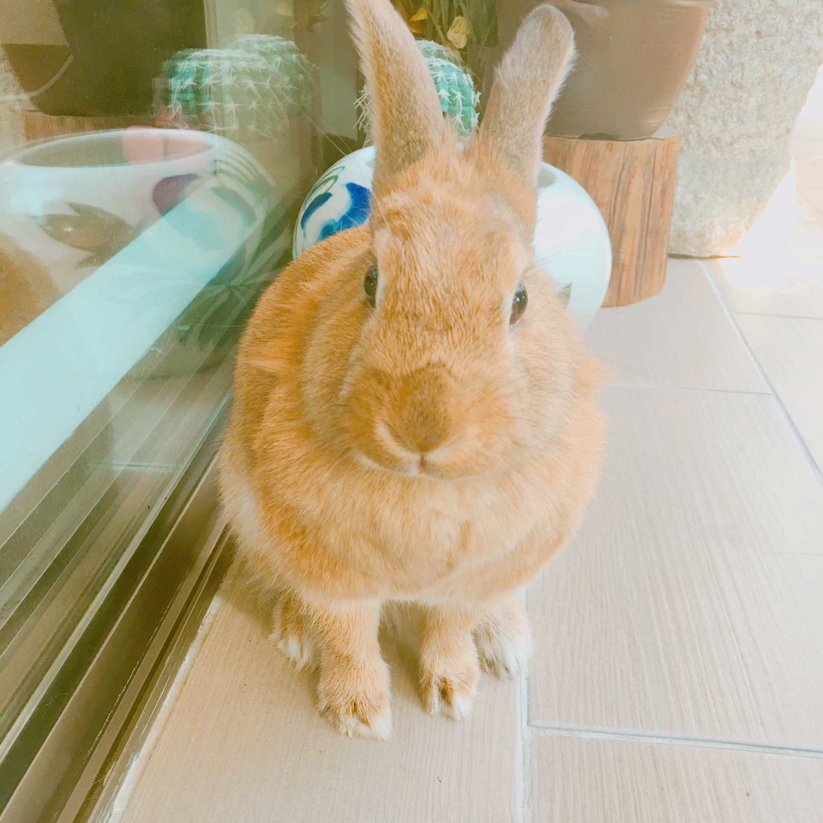 중리토끼댁 프로필