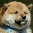 고양이과