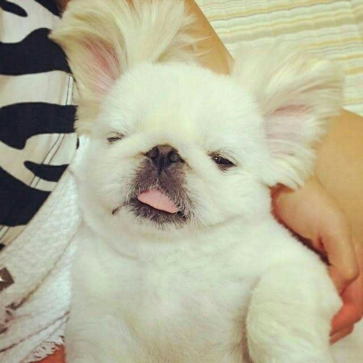 코코코덕덕 프로필