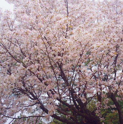 코랄오렌지 프로필
