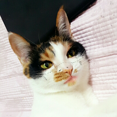 씐쑤 프로필