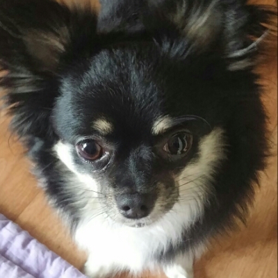 로트와일러 프로필