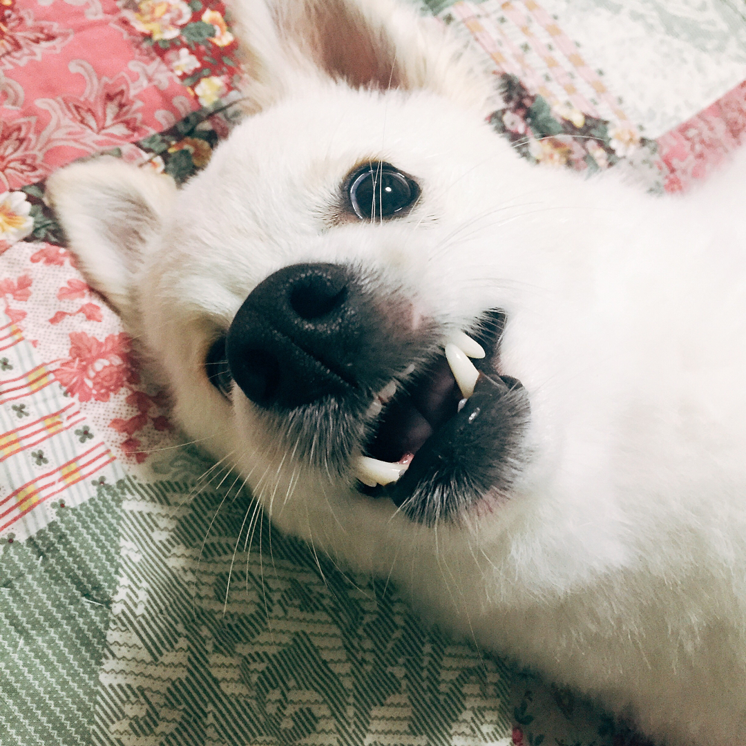 찌부짱 프로필