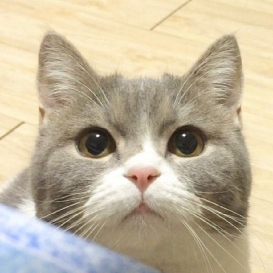 지봉지봉 프로필