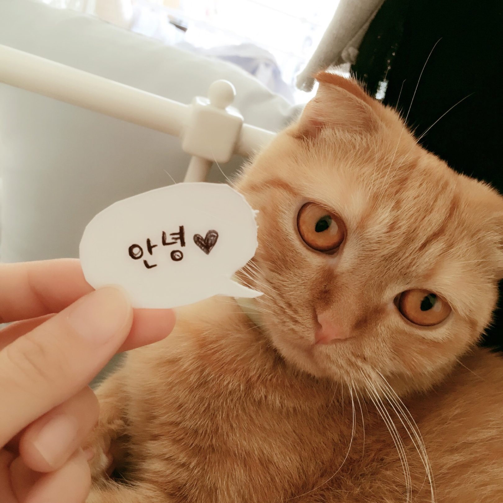 cheeshu 프로필