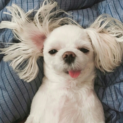 원숭이옹동이 프로필
