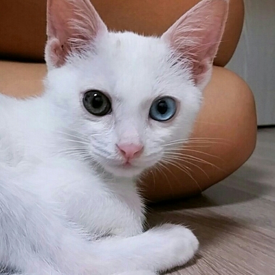 스피아민트 프로필