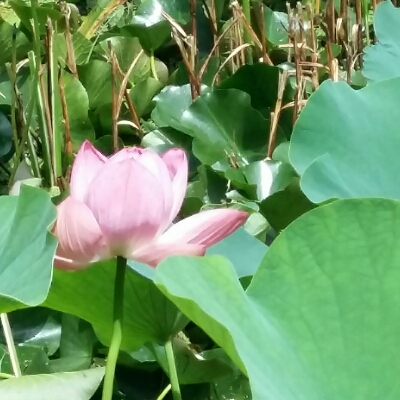 휘바기 프로필