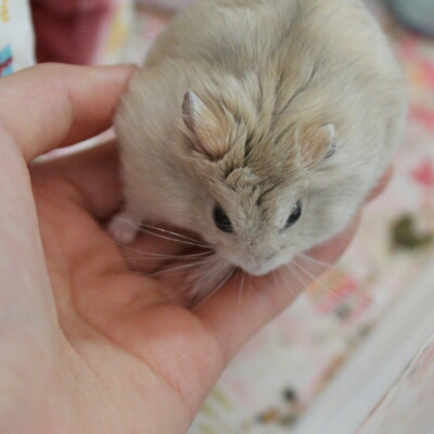 징오 프로필
