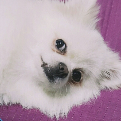 꽈리 프로필